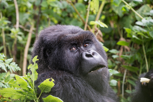 uganda safaris