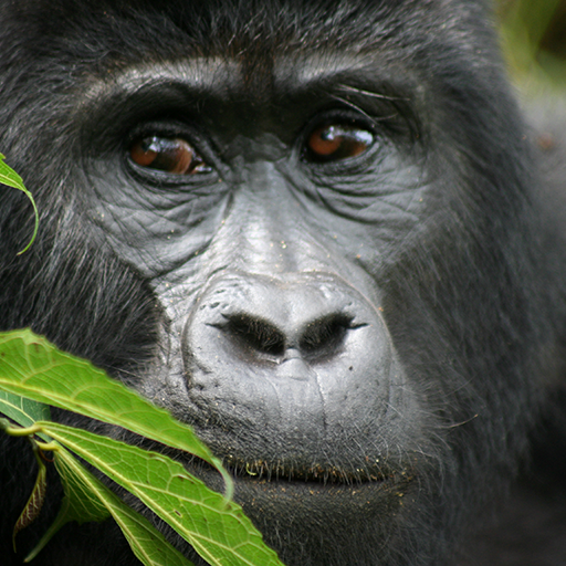 Rules And Regulations Of Gorilla Tracking