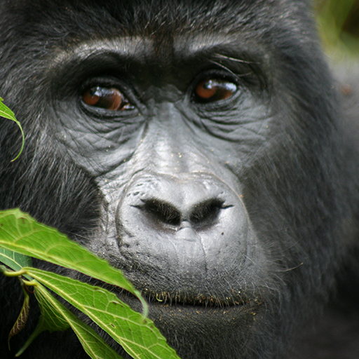 Volcanoes Rwanda and Virunga national park safari