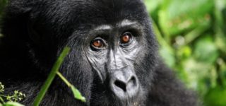 1 Days Rwanda Gorilla Safari Tour