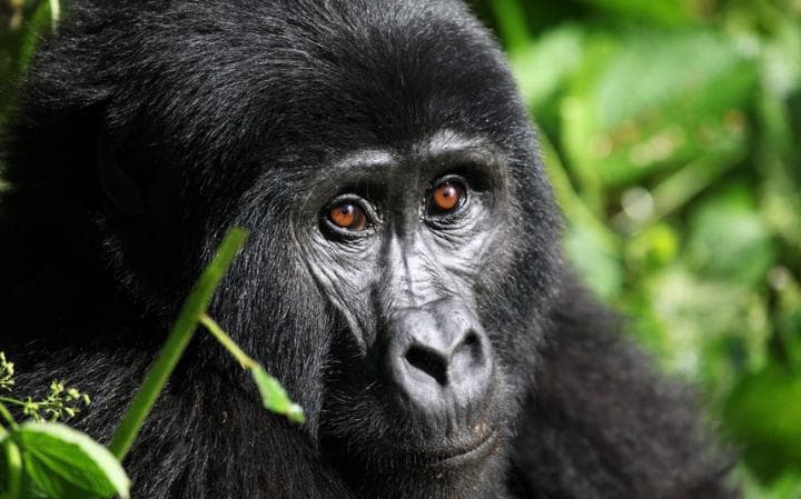 1 Days Rwanda Gorilla Safari Tour
