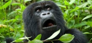 10 Day Rwanda Gorilla Safari