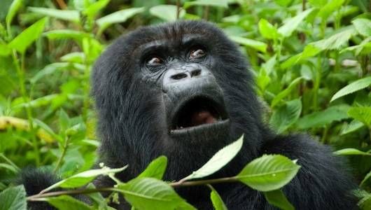 10 Day Rwanda Gorilla Safari