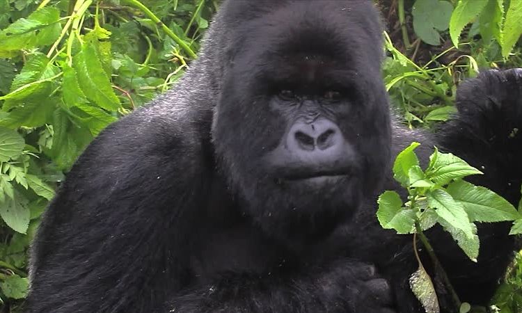 Which Gorilla Group Is Easy / Tough to Track
