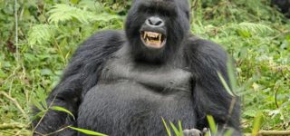 2 Days Rwanda Gorilla Trek