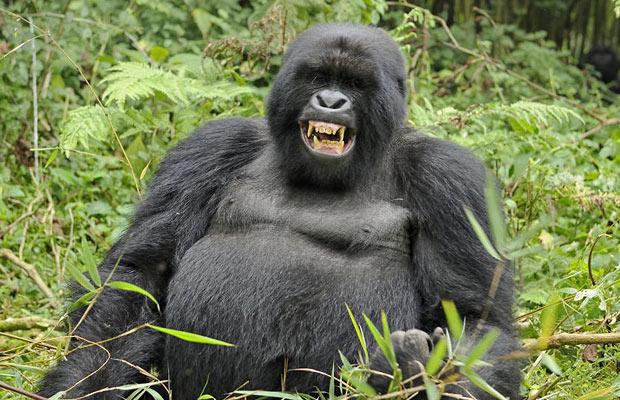 2 Days Rwanda Gorilla Trek