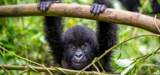 3 Days Rwanda Gorillas and Dian Fossey