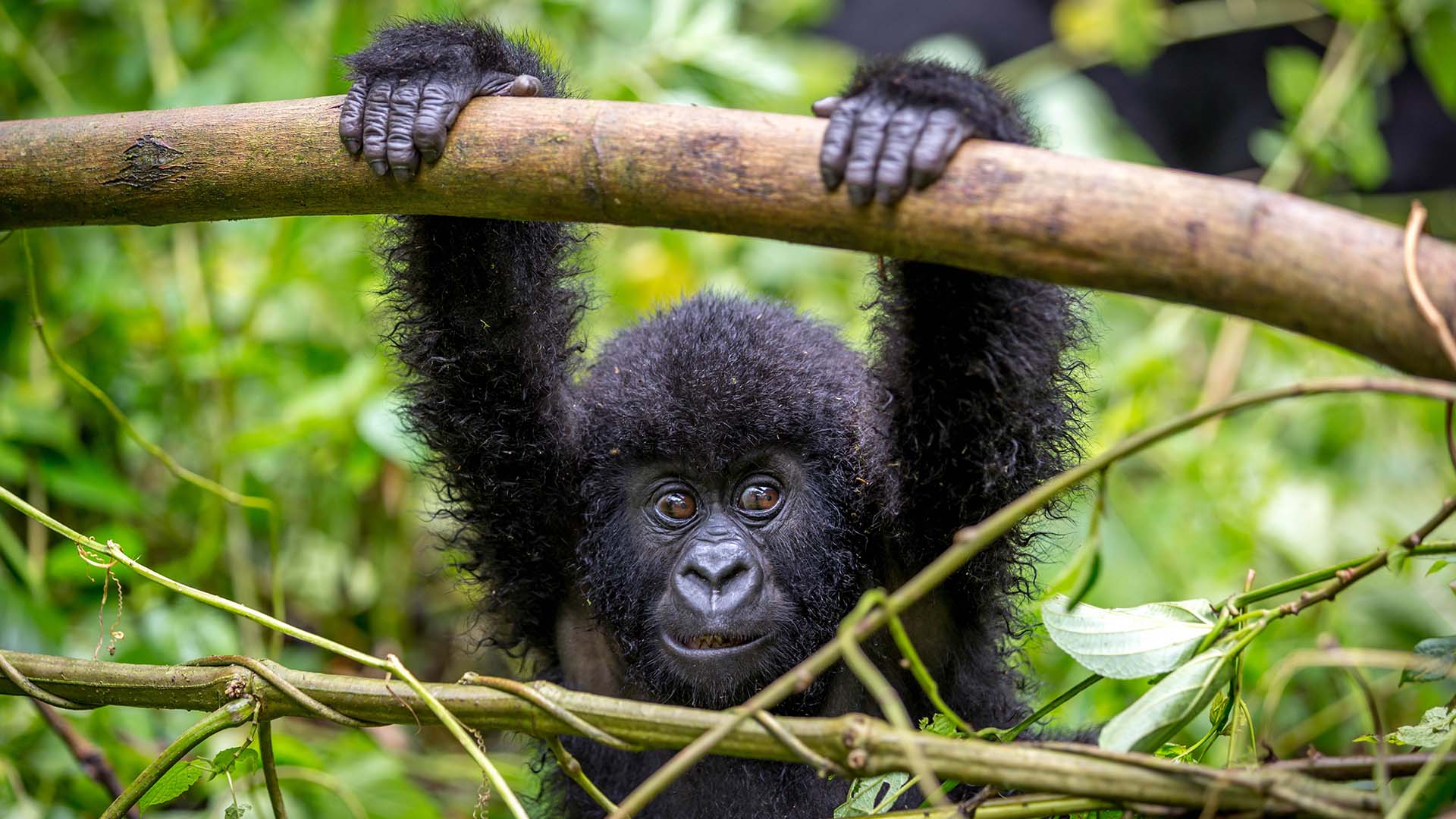 3 Days Affordable Rwanda Gorilla Trek and Dian Fossey Hike
