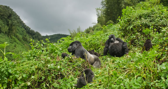 What Gorillas Eat?