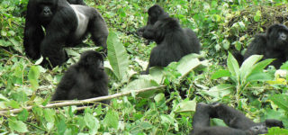 4 Days Double Gorilla Trekking Rwanda