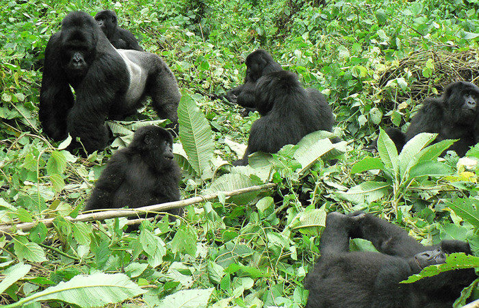 4 Days Double Gorilla Trekking Rwanda