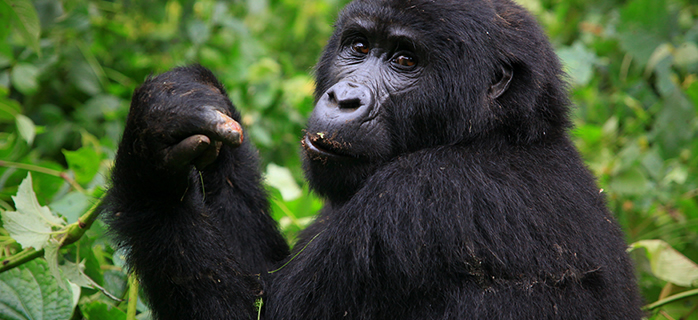 4 Days Gorillas, Golden Monkeys & Dian Fossey
