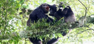 What to pack for Primate Safaris in Rwanda?
