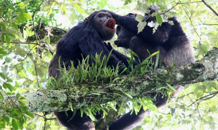 What to pack for Primate Safaris in Rwanda?