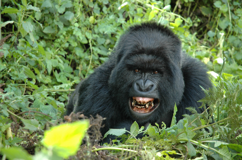 2 Days Rwanda Gorilla Trek