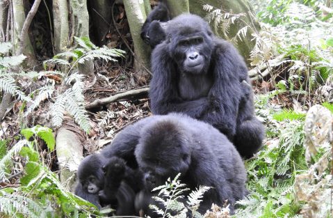 Gorilla Filming In Rwanda