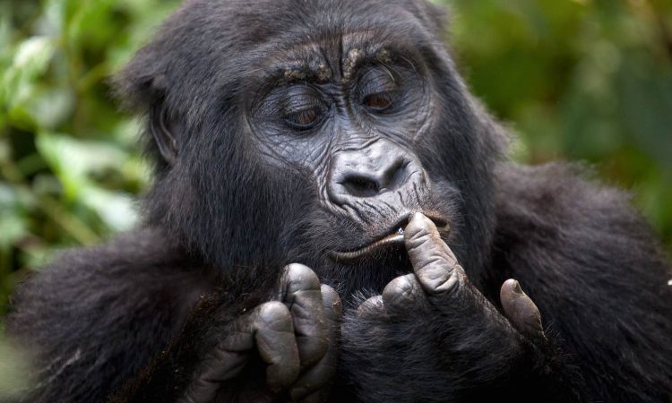 1 day Rwanda Gorilla Safari Tour