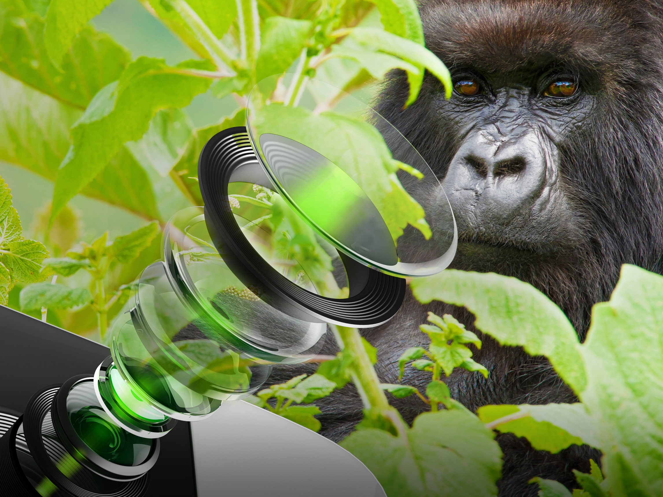 Tips For Tracking Gorillas In Rwanda