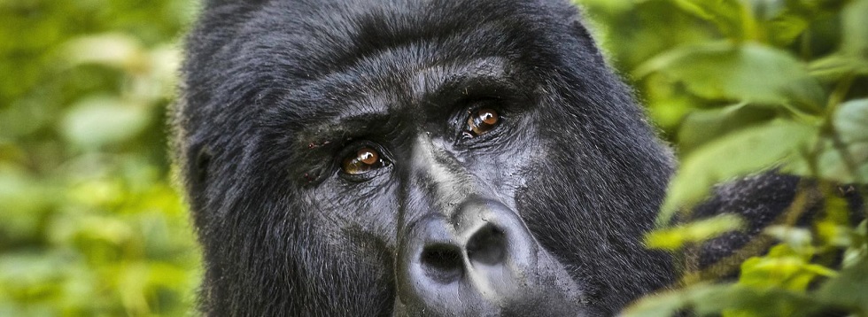 Mountain Gorilla Reproduction