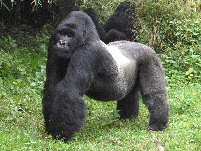 Interesting facts about the Mountain Gorillas