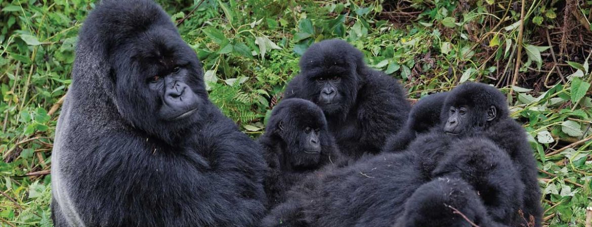 Umubano Gorilla Family