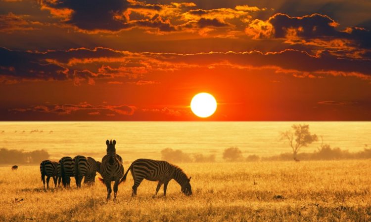 Afbeeldingsresultaat voor rwanda safari