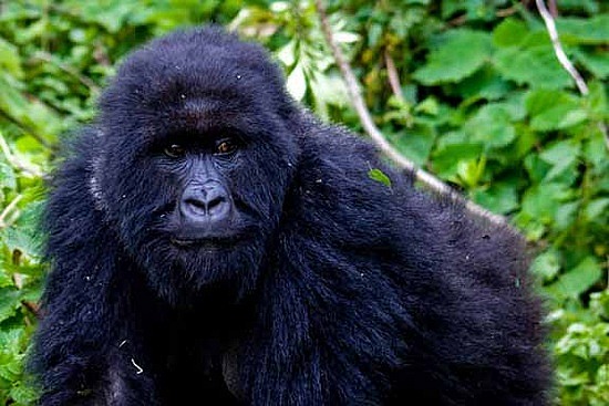 Amahoro Gorilla Family