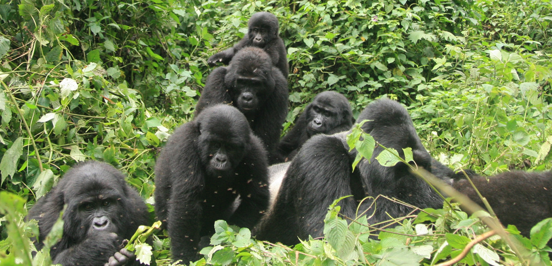 Gorilla Families In Rwanda