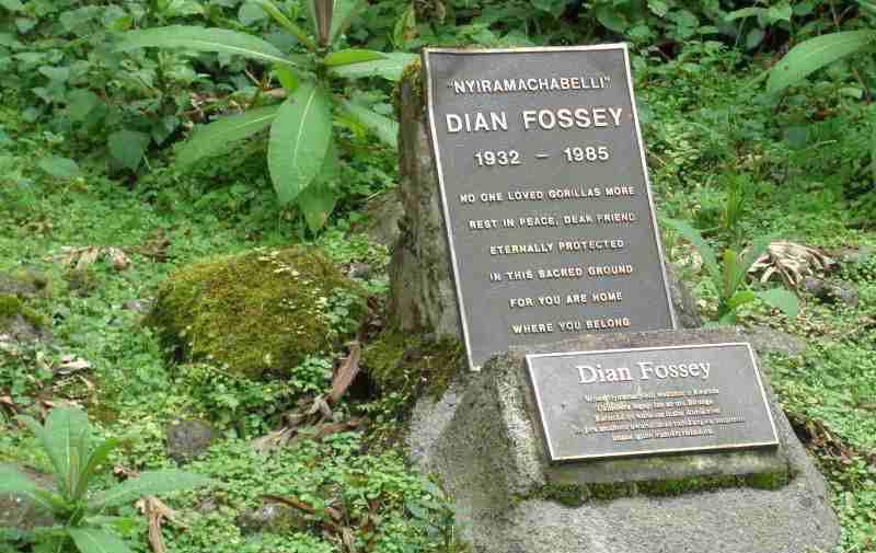 Dian Fossey: The Gorilla Meister