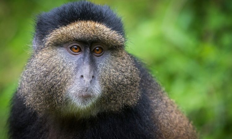 Golden Monkeys In Volcanoes National park