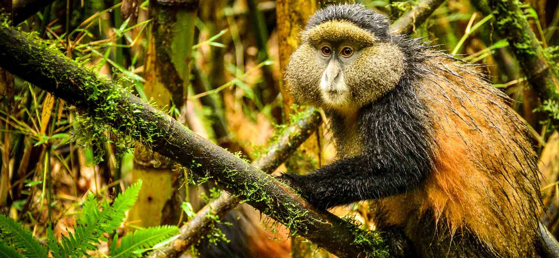 Golden Monkey Trekking in Rwanda and Uganda