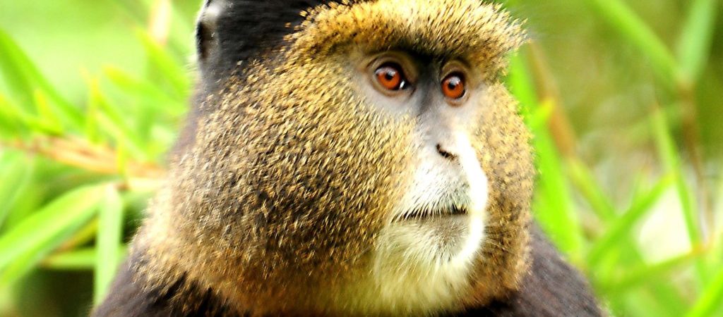 3 days Bwindi gorillas and Volcanoes golden monkey safari