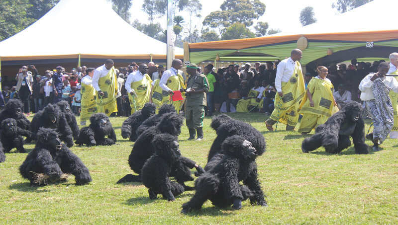 19th Edition 2023 Kwita Inzina Gorilla Naming Festive in Rwanda