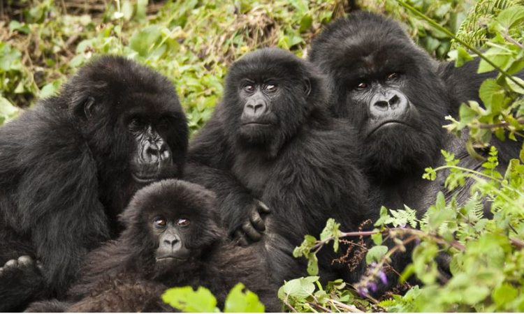 rwanda gorillas 