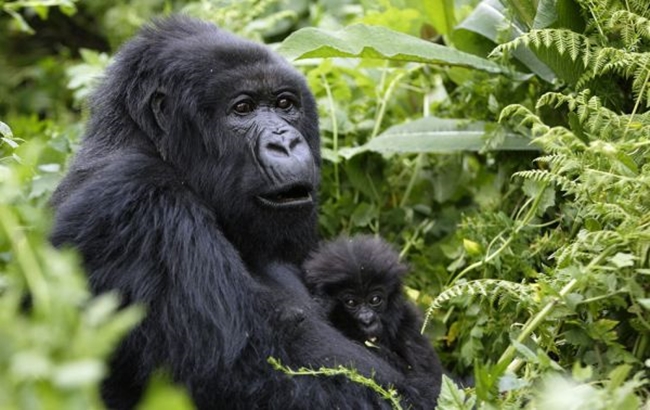 Kwitonda Gorilla Family