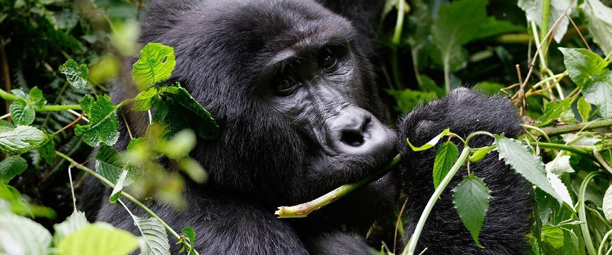 Volcanoes National Park | Mum and Dad Uganda Tours 