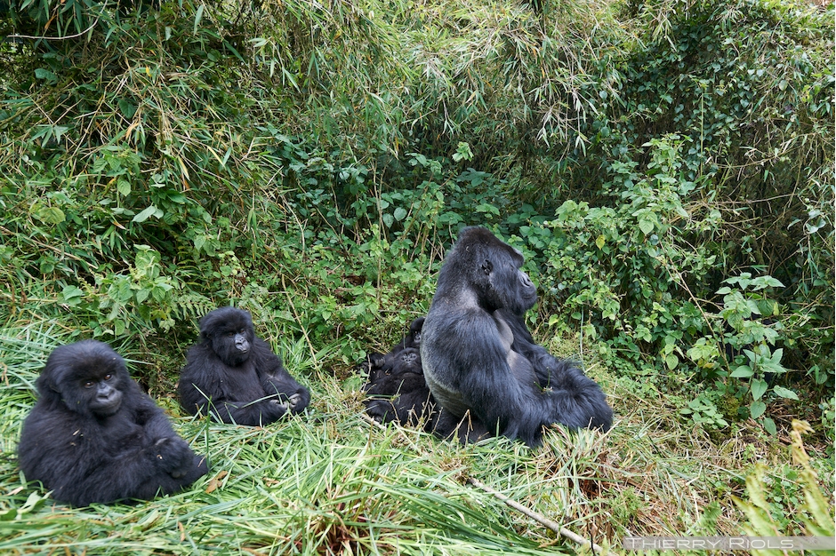Susa Gorilla Family (Susa A)