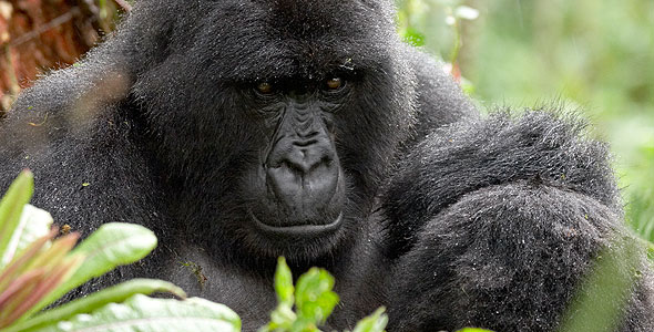 titus gorilla family