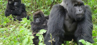 3 Days Bwindi Gorilla Safari from Kigali