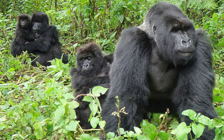 3 Days Bwindi Gorilla Safari from Kigali