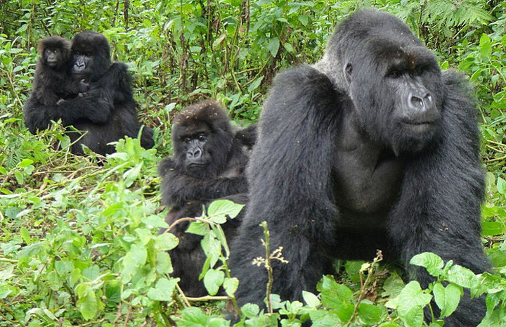 3 Days Uganda Gorilla Trek