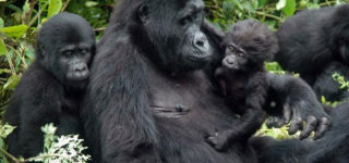 3 Days Uganda Gorilla Trek