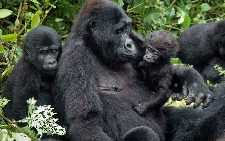 3 Days Uganda Gorilla Trek