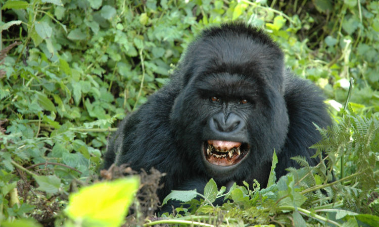 4 Days Bwindi & Lake Bunyonyi Safari