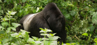 4 Days Double Gorilla Trekking Bwindi