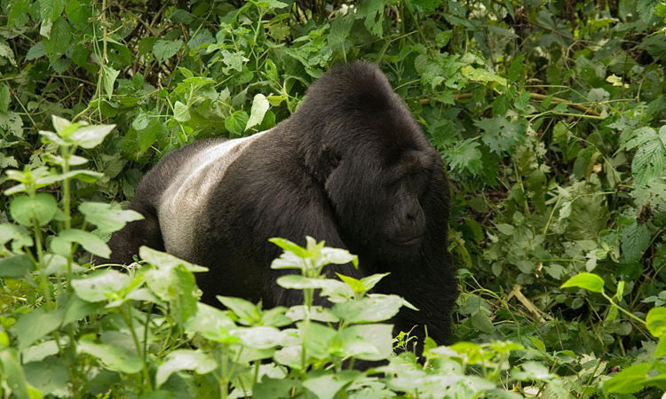 4 Days Double Gorilla Trekking Bwindi