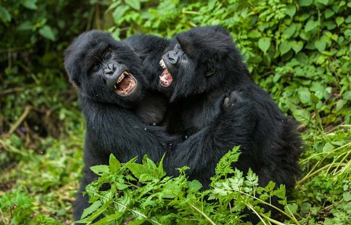 Are There Any Private Gorilla Trekking Tours to Volcanoes National Park?