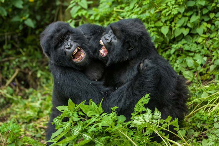 Volcanoes National Park and Bwindi Impenetrable National Park