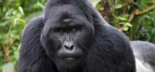 5 Days Uganda Gorillas and Wildlife