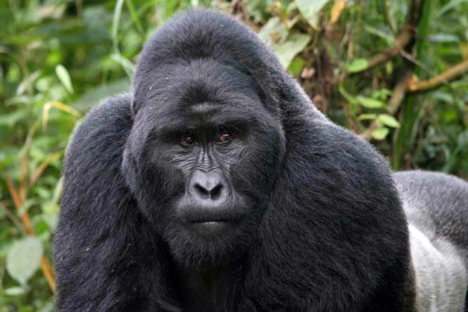 5 Days Uganda Gorillas and Wildlife